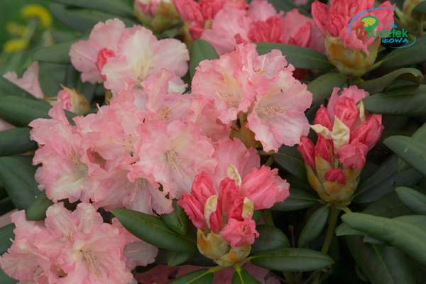 Rhododendron Lorelye